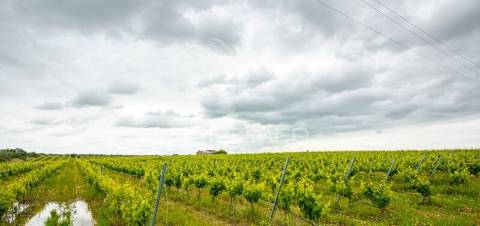 Vinha e alfaias para venda marque já a sua visita..