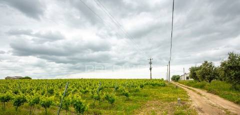 Vinha e alfaias para venda marque já a sua visita..