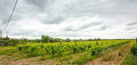 Vinha e alfaias para venda marque já a sua visita..