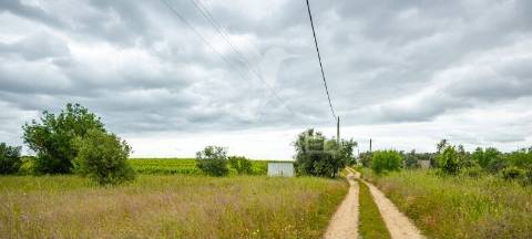 Vinha e alfaias para venda marque já a sua visita..