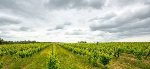 Vinha e alfaias para venda marque já a sua visita..