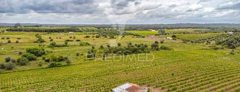 Vinha e alfaias para venda marque já a sua visita..