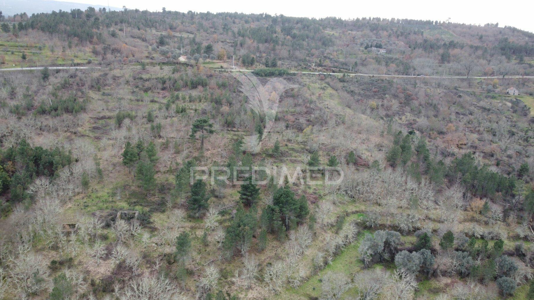Quinta a confinar com o rio mondego com cerca  de 14 hectares
