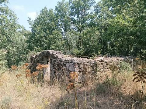 Quinta a confinar com o rio mondego com cerca  de 14 hectares