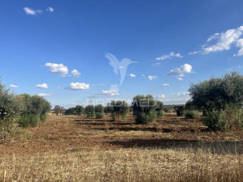 Terreno rústico em alfundão – 1,5 ha com água da edia e oliveiras antigas