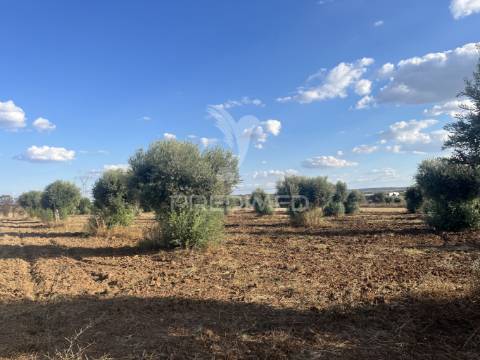 Terreno rústico em alfundão – 1,5 ha com água da edia e oliveiras antigas