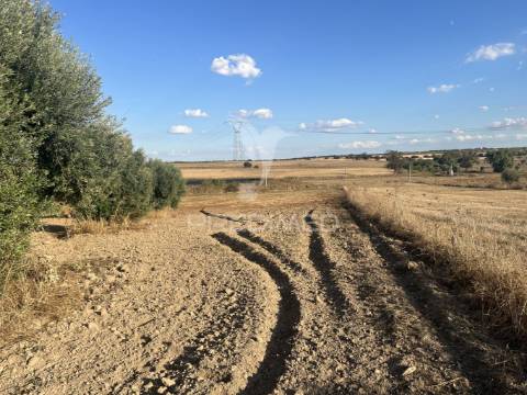 Terreno rústico em alfundão – 1,5 ha com água da edia e oliveiras antigas