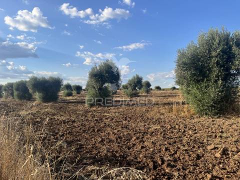 Terreno rústico em alfundão – 1,5 ha com água da edia e oliveiras antigas