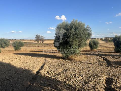 Terreno rústico em alfundão – 1,5 ha com água da edia e oliveiras antigas