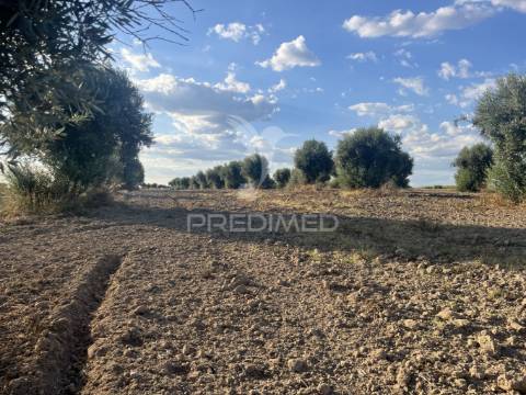 Terreno rústico em alfundão – 1,5 ha com água da edia e oliveiras antigas