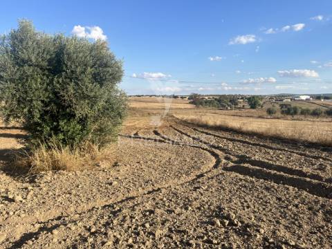 Terreno rústico em alfundão – 1,5 ha com água da edia e oliveiras antigas