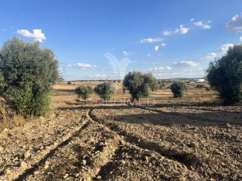 Terreno rústico em alfundão – 1,5 ha com água da edia e oliveiras antigas