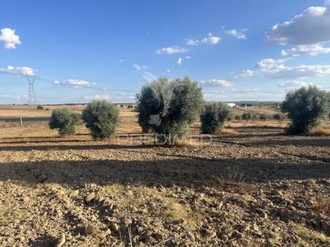 Terreno rústico em alfundão – 1,5 ha com água da edia e oliveiras antigas