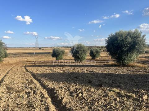 Terreno rústico em alfundão – 1,5 ha com água da edia e oliveiras antigas