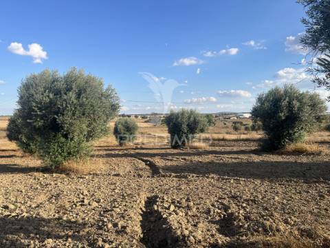 Terreno rústico em alfundão – 1,5 ha com água da edia e oliveiras antigas