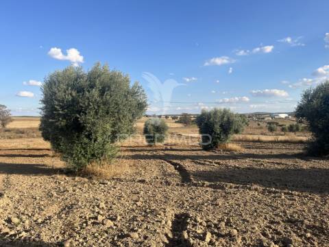 Terreno rústico em alfundão – 1,5 ha com água da edia e oliveiras antigas