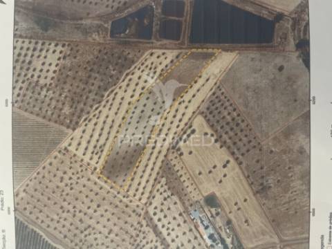 Terreno rústico em alfundão – 1,5 ha com água da edia e oliveiras antigas