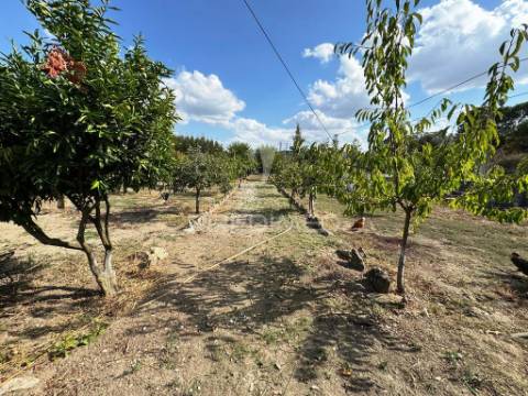Quinta com piscina, pomar e vinha – pronta a habitar em alagoa (portalegre) ☀️