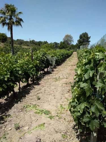 Quinta com piscina, pomar e vinha – pronta a habitar em alagoa (portalegre) ☀️