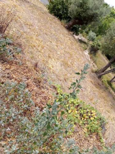 3 moradias à venda em insua, penalva do castelo