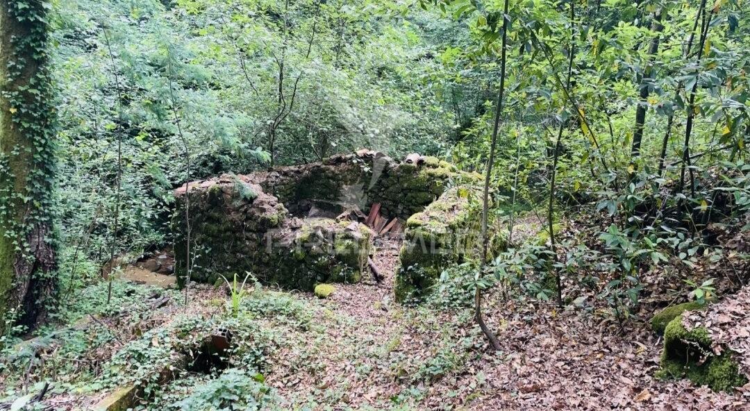 Azenha encantadora no coração da natureza — refúgio único junto à água