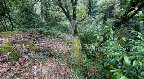 Azenha encantadora no coração da natureza — refúgio único junto à água