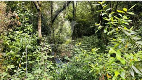Azenha encantadora no coração da natureza — refúgio único junto à água