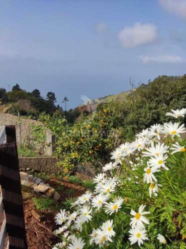 Moradia em ruína para venda em fajã da ovelha, ilha da madeira