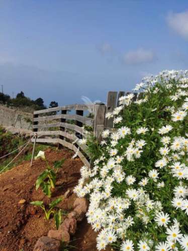 Moradia em ruína para venda em fajã da ovelha, ilha da madeira