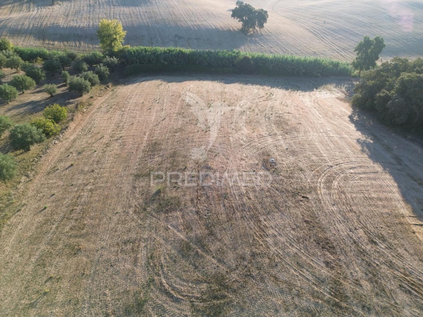 Terreno rústico em nabais – santarém | 10.800 m²