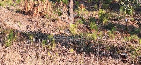 Terreno rústico com 6.400 m² – matas, caranguejeira
