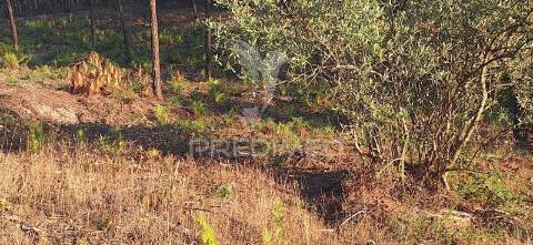Terreno rústico com 6.400 m² – matas, caranguejeira
