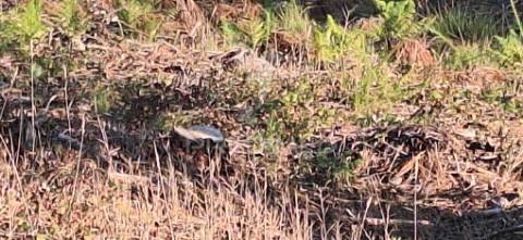 Terreno rústico com 6.400 m² – matas, caranguejeira