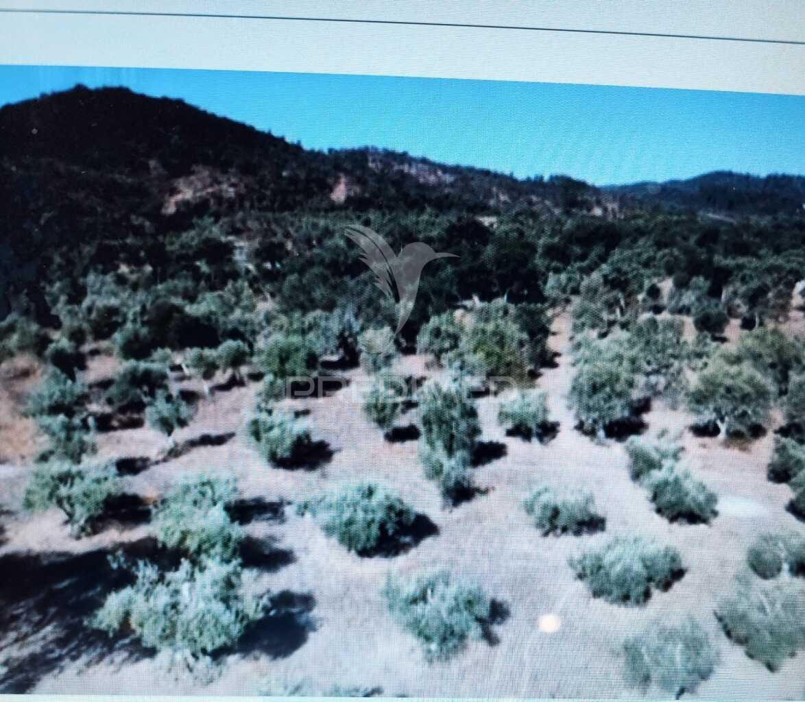 Terreno rustico na várzea de grândola