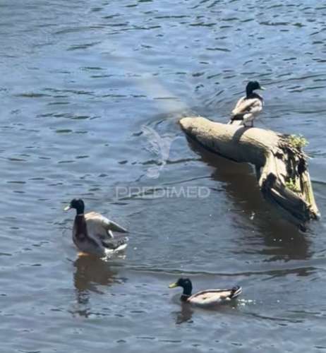 Moradia para restauro