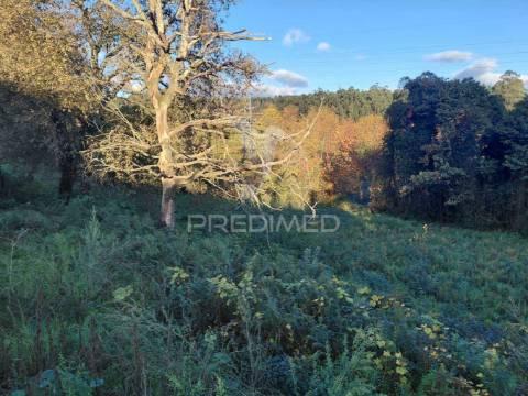 Terreno misto em friande