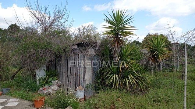 Monte alentejano, couço, coruche
