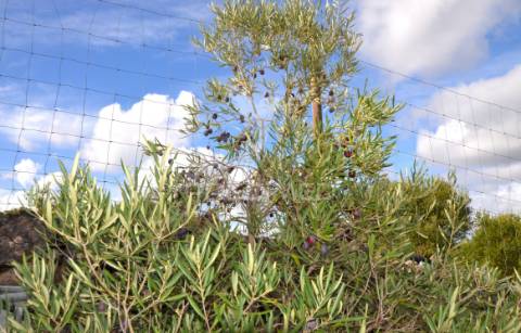 Terreno em nave das mealhas, salir