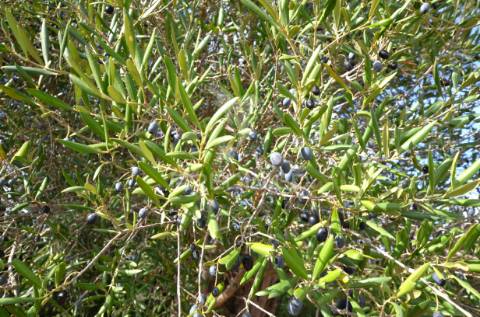 Terreno em nave das mealhas, salir