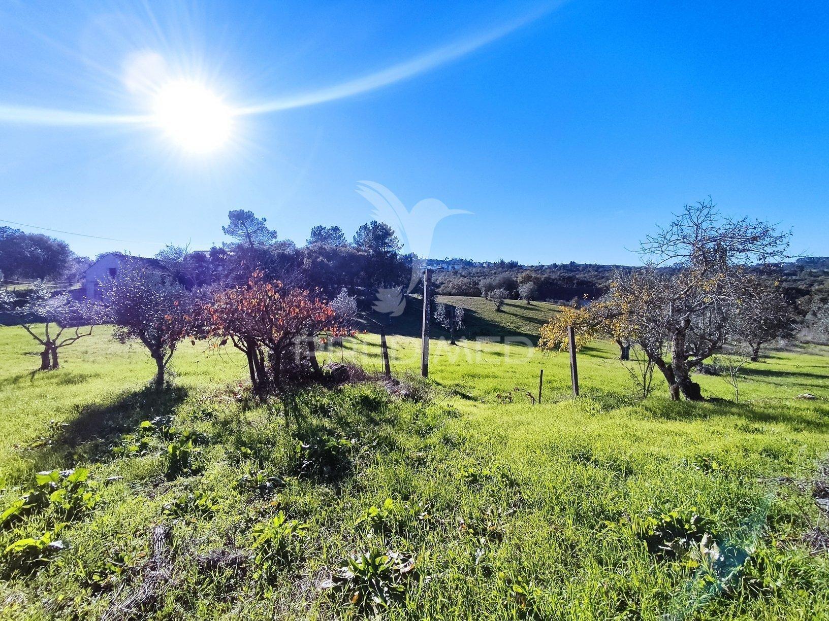 Terreno com barracão no zambujal