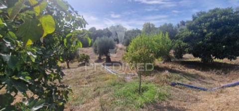 Excelente t2 recuperado com terreno e árvores de fruto