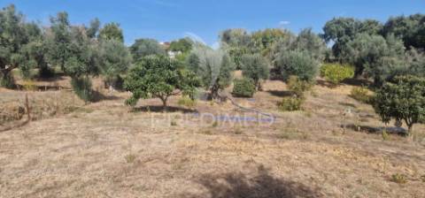 Excelente t2 recuperado com terreno e árvores de fruto