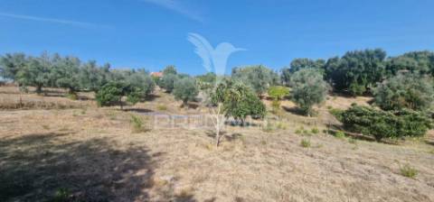 Excelente t2 recuperado com terreno e árvores de fruto