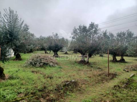 Quintinha t2 em urra