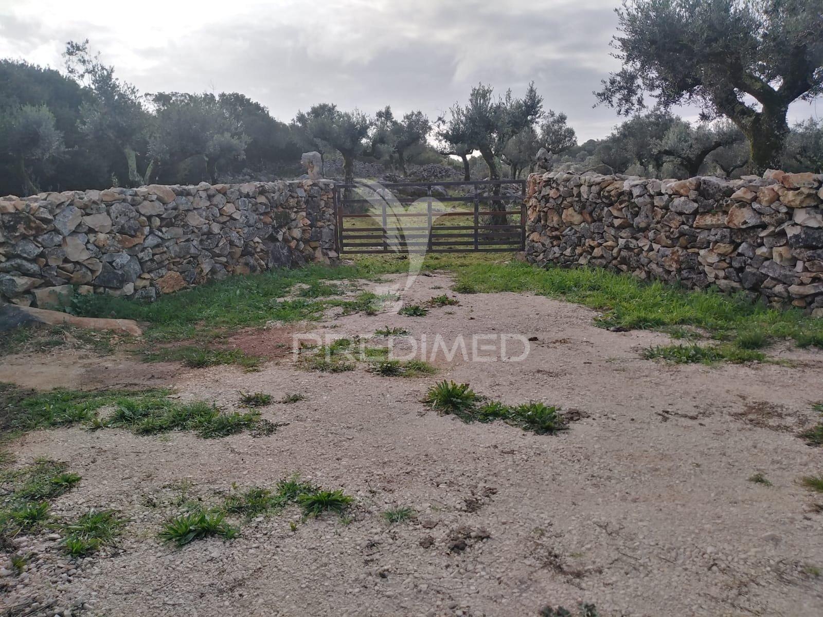 Terreno rústico vedado com olival produtivo