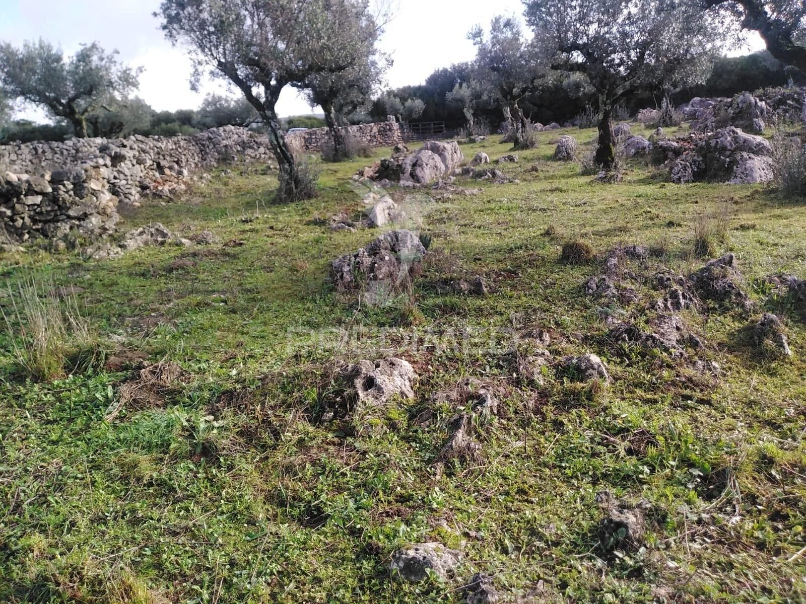 Terreno rústico vedado com olival produtivo
