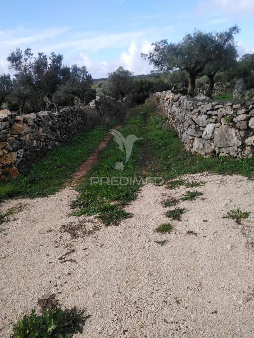 Terreno rústico vedado com olival produtivo