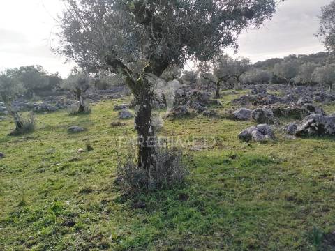 Terreno rústico vedado com olival produtivo