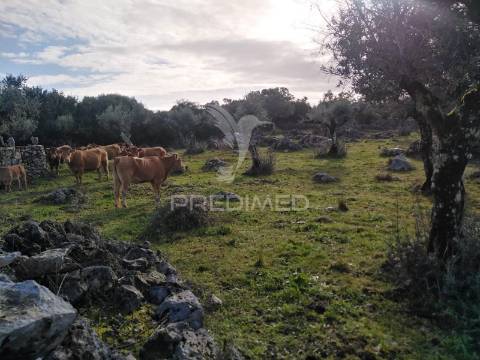 Terreno rústico vedado com olival produtivo