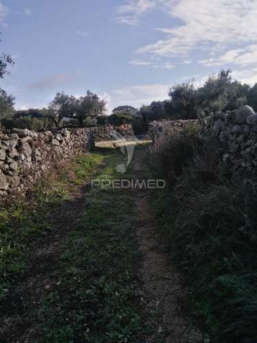 Terreno rústico vedado com olival produtivo